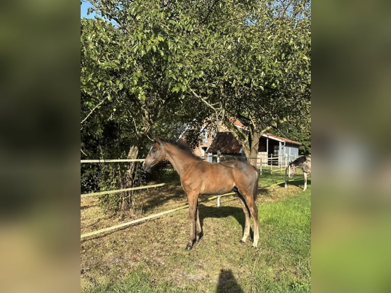 Oldenburger Springpaard Hengst 1 Jaar Schimmel in Ganderkesee