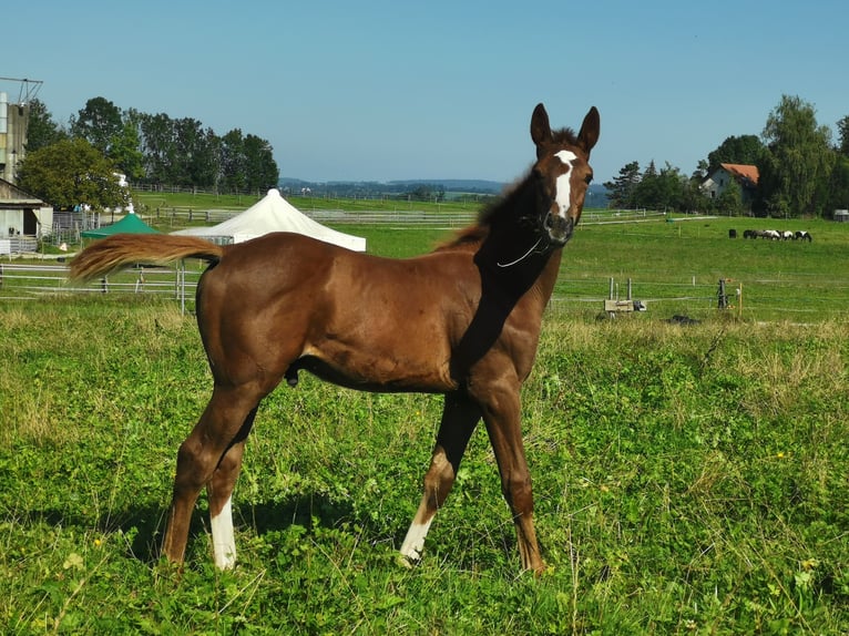 Oldenburger Springpaard Hengst 1 Jaar in Egg Oldenburger Springpaard Hengst 1 Jaar in Egg