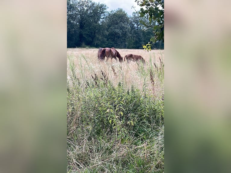 Oldenburger Springpaard Hengst 1 Jaar Vos in Lehrte