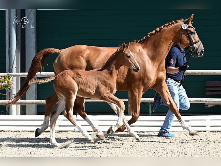 Oldenburger Springpaard Hengst 1 Jaar Vos in Schönberg