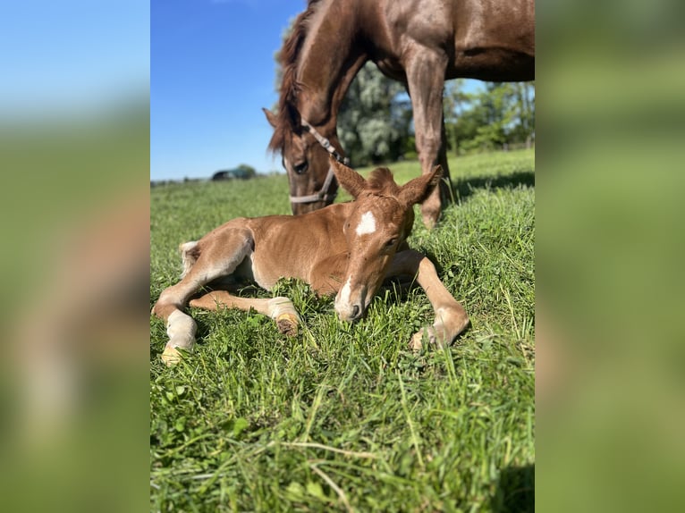 Oldenburger Springpaard Hengst 1 Jaar Vos in Zülpich
