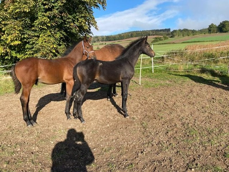 Oldenburger Springpaard Hengst 1 Jaar Zwartbruin in Dassel