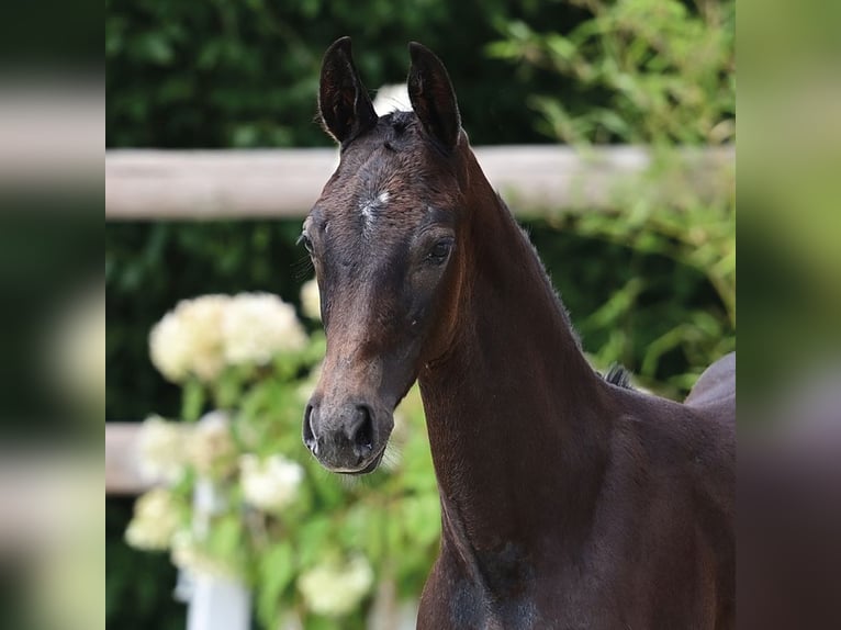 Oldenburger Springpaard Hengst 1 Jaar Zwartschimmel in Dahlenburg