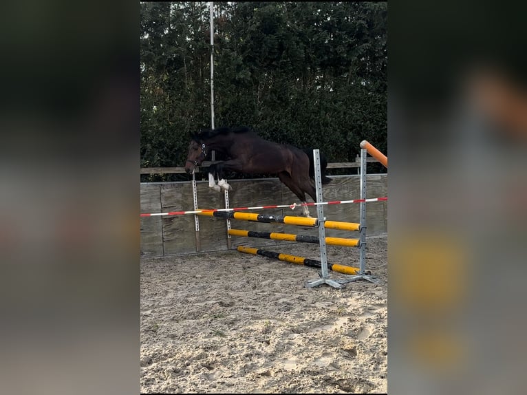 Oldenburger Springpaard Hengst 2 Jaar 158 cm Brauner in Werlte