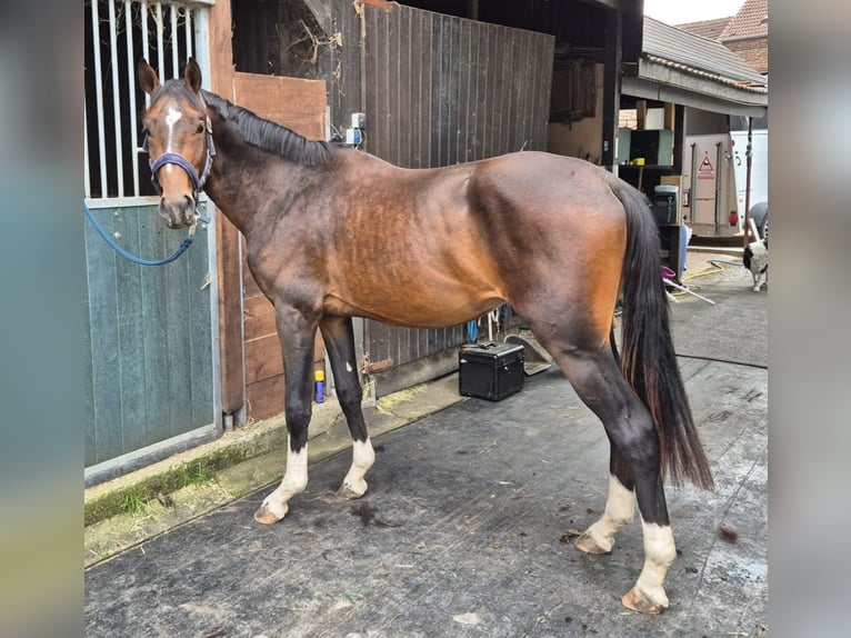 Oldenburger Springpaard Hengst 2 Jaar 163 cm Zwartbruin in J&#xFC;lich