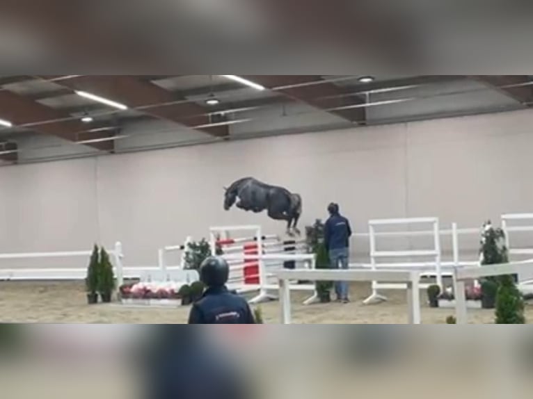 Oldenburger Springpaard Hengst 2 Jaar 163 cm Zwartschimmel in Garrel