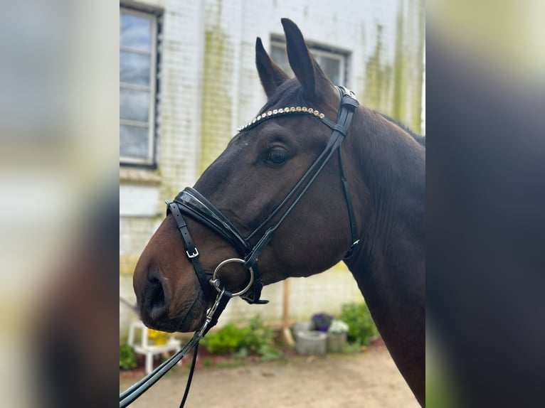 Oldenburger Springpaard Hengst 2 Jaar 167 cm Bruin in Heiligenstedten