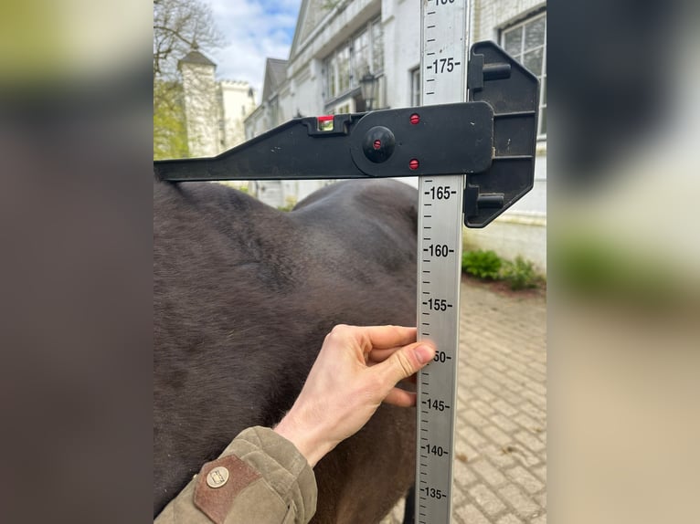 Oldenburger Springpaard Hengst 2 Jaar 167 cm Bruin in Heiligenstedten