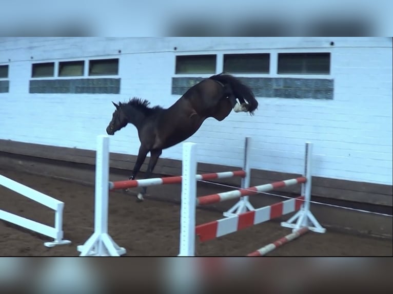 Oldenburger Springpaard Hengst 2 Jaar 167 cm Bruin in Schwarmstedt