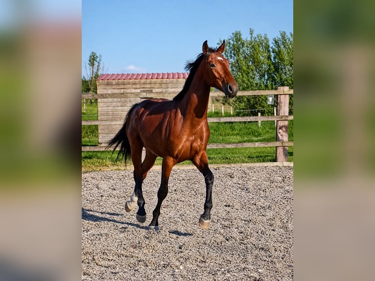 Oldenburger Springpaard Hengst 2 Jaar 168 cm Bruin in Belgique