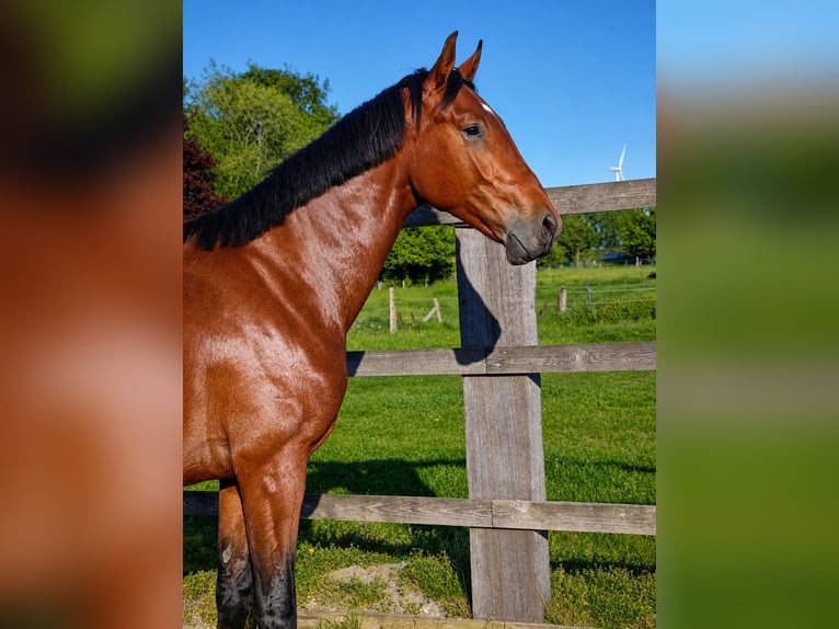 Oldenburger Springpaard Hengst 2 Jaar 168 cm Bruin in Belgique