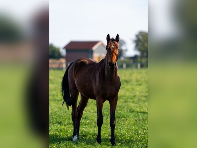 Oldenburger Springpaard Hengst 2 Jaar 170 cm Bruin in Lohne (Oldenburg)