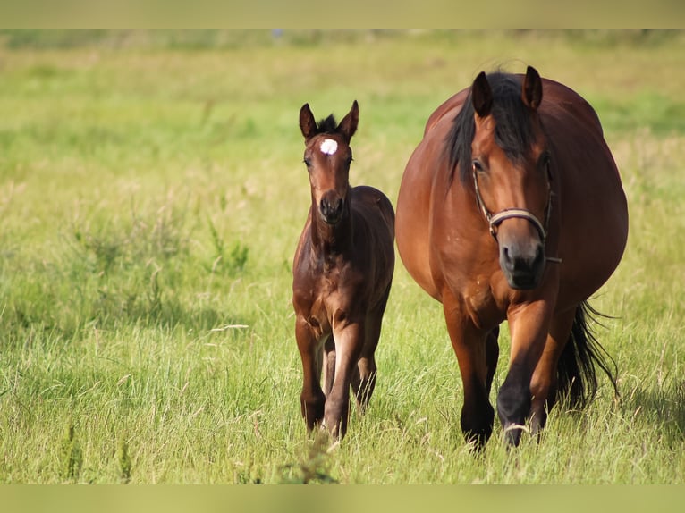 Oldenburger Springpaard Hengst 2 Jaar 170 cm Donkerbruin in Groß Roge