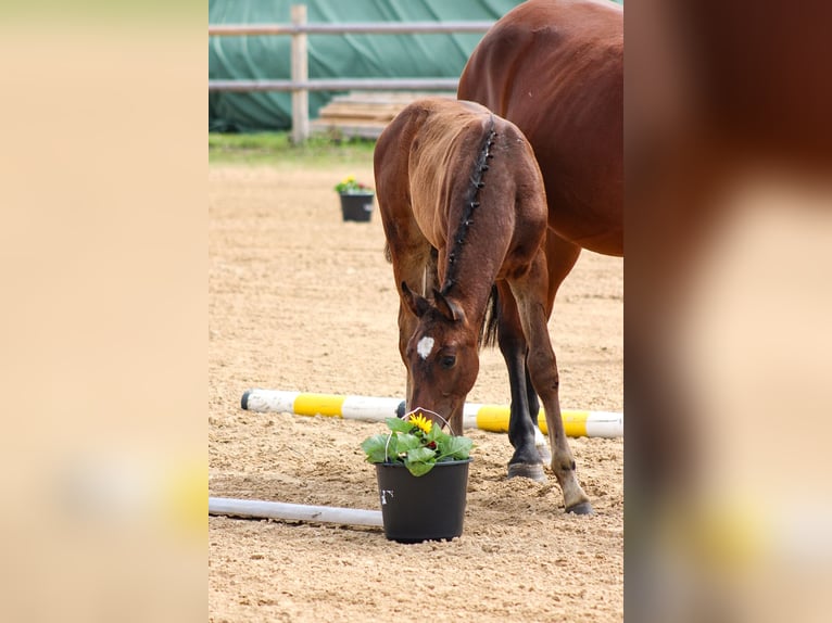 Oldenburger Springpaard Hengst 2 Jaar 170 cm Donkerbruin in Groß Roge