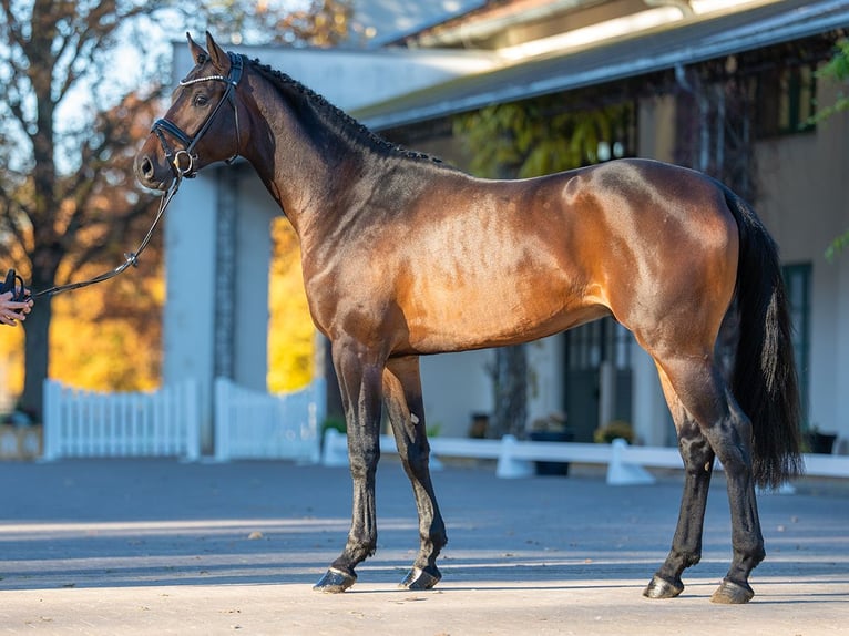 Oldenburger Springpaard Hengst 2 Jaar 170 cm Donkerbruin in Redefin