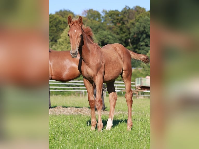 Oldenburger Springpaard Hengst 2 Jaar 170 cm Vos in Gro&#xDF;ostheim