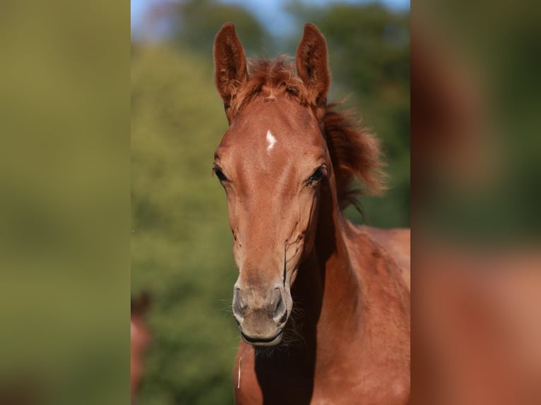 Oldenburger Springpaard Hengst 2 Jaar 170 cm Vos in Gro&#xDF;ostheim