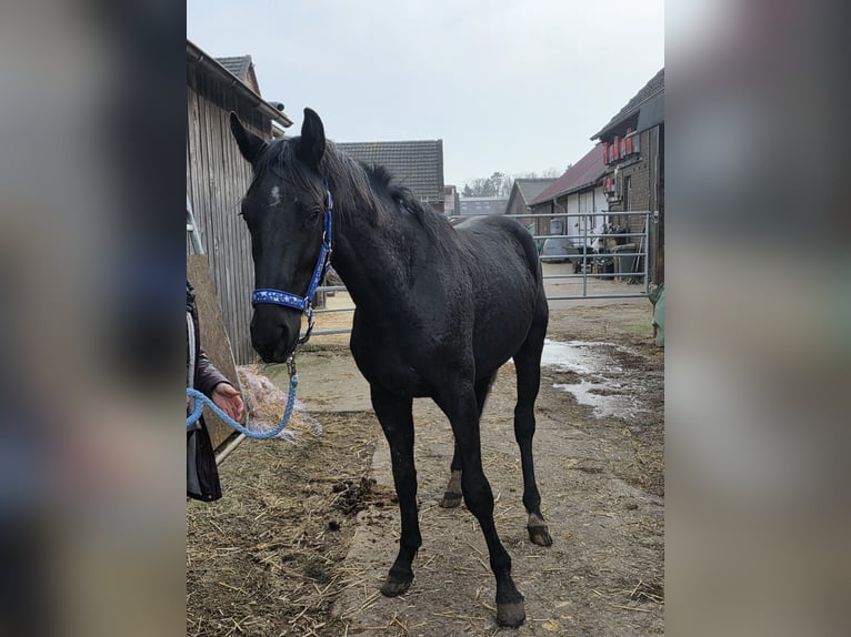 Oldenburger Springpaard Hengst 2 Jaar 170 cm Zwart in Dorsten