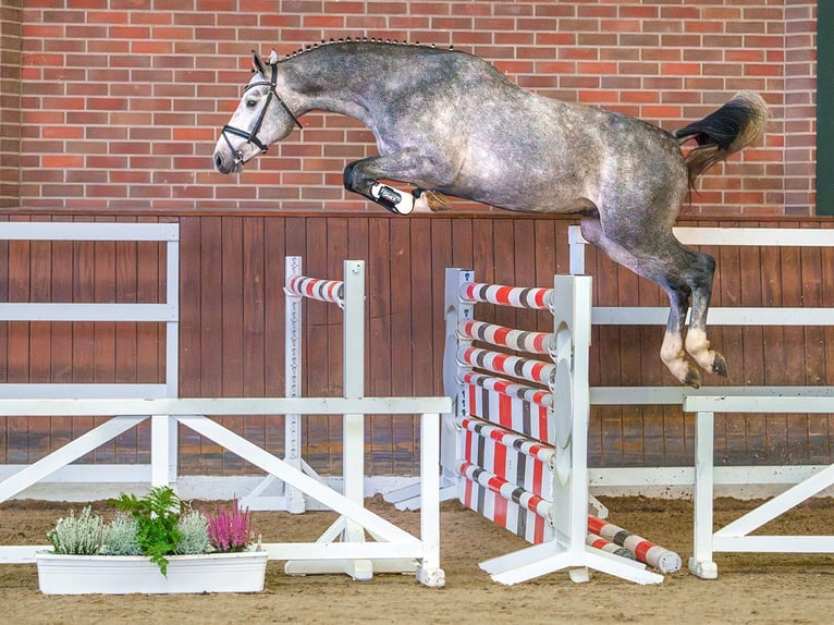 Oldenburger Springpaard Hengst 2 Jaar Schimmel in Pölchow