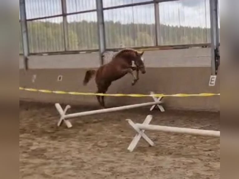 Oldenburger Springpaard Hengst 2 Jaar Vos in Dahlenburg