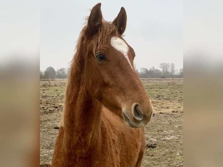 Oldenburger Springpaard Hengst 2 Jaar Vos in Dahlenburg