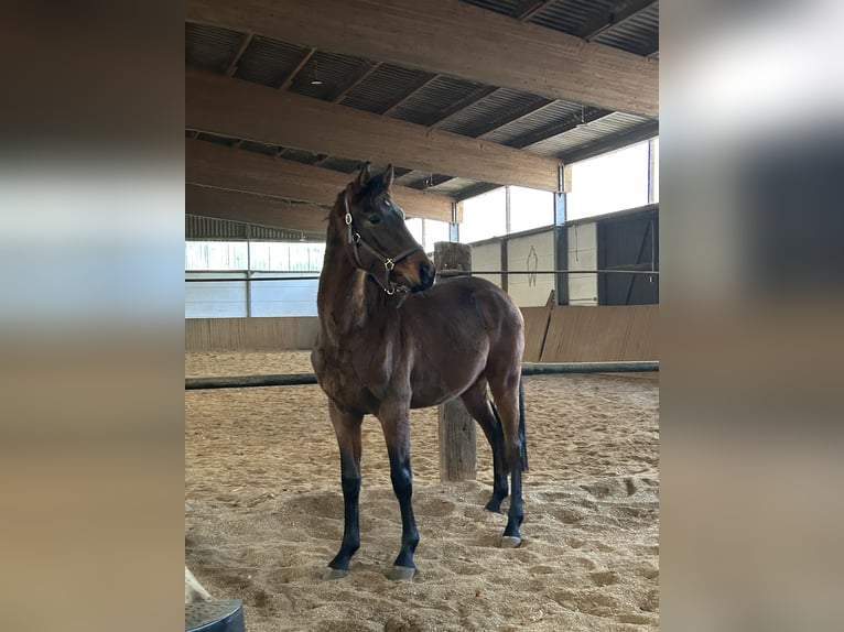 Oldenburger Springpaard Hengst 3 Jaar 156 cm Bruin in Nienburg (Weser)