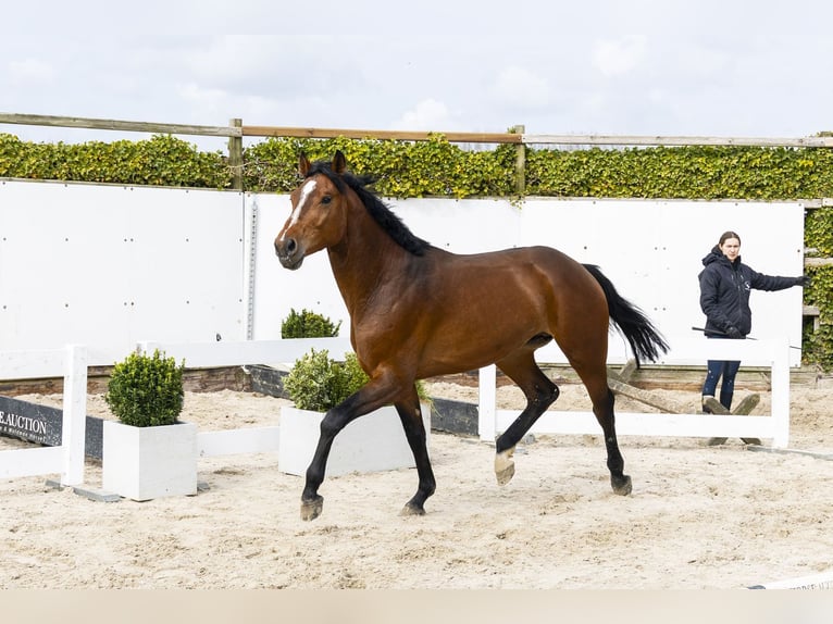 Oldenburger Springpaard Hengst 3 Jaar 162 cm Bruin in Waddinxveen