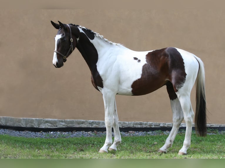 Oldenburger Springpaard Hengst 3 Jaar 168 cm Gevlekt-paard in Beroun