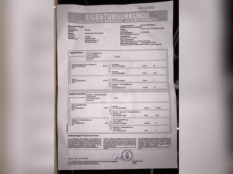 Oldenburger Springpaard Hengst 3 Jaar 168 cm Vos in Gyomaendrőd