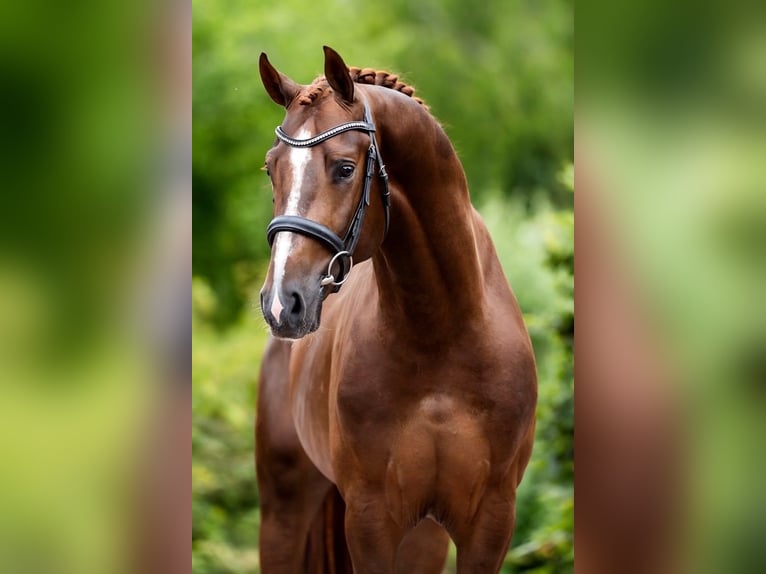 Oldenburger Springpaard Hengst 3 Jaar 168 cm Vos in Gyomaendrőd