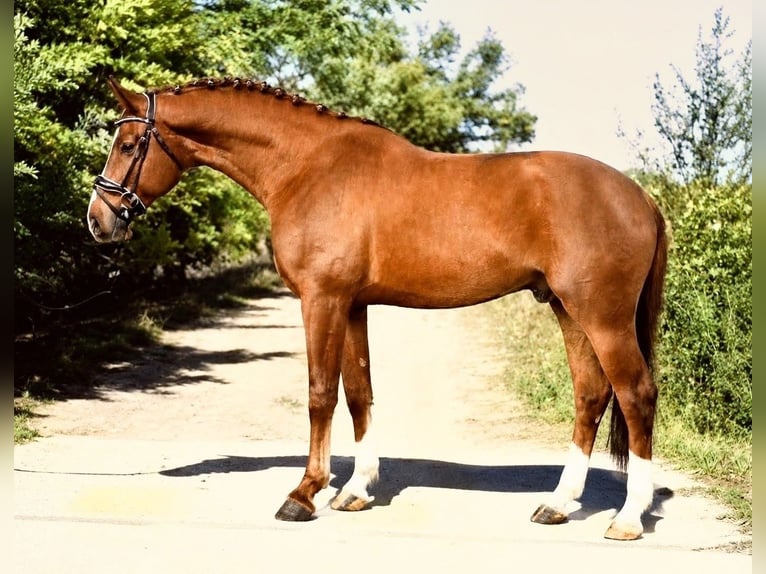 Oldenburger Springpaard Hengst 3 Jaar 168 cm Vos in Gyomaendrőd