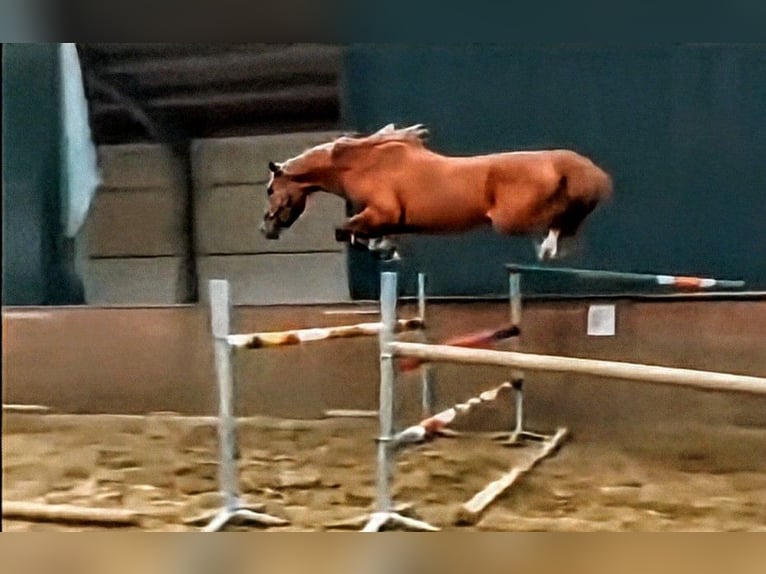 Oldenburger Springpaard Hengst 3 Jaar 168 cm Vos in Gyomaendrőd