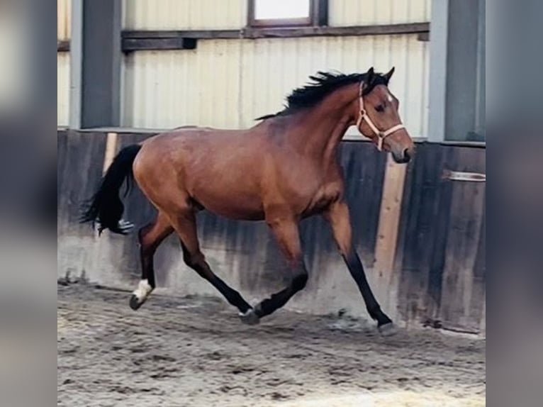 Oldenburger Springpaard Hengst 3 Jaar 170 cm Bruin in Lübtheen