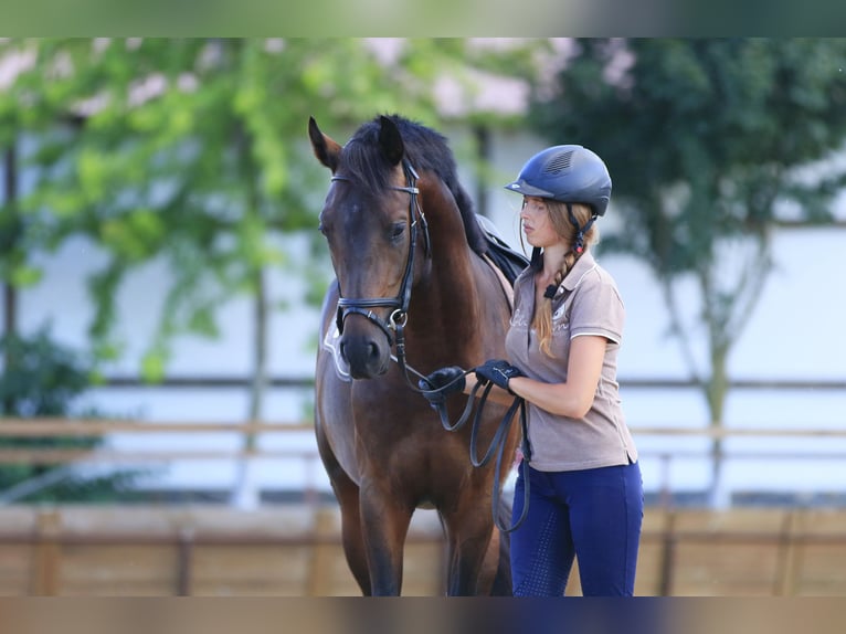 Oldenburger Springpaard Hengst 4 Jaar 160 cm Donkerbruin in Britovka