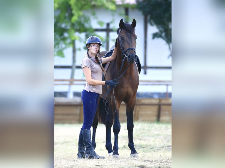 Oldenburger Springpaard Hengst 4 Jaar 160 cm Donkerbruin in Britovka