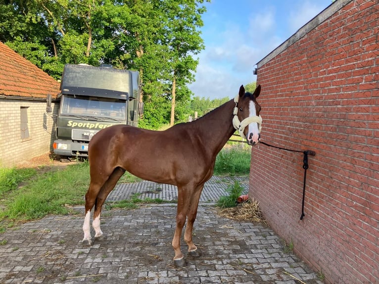 Oldenburger Springpaard Hengst 4 Jaar 166 cm Vos in Papenburg