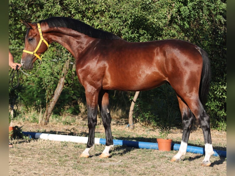 Oldenburger Springpaard Hengst 4 Jaar 167 cm Bruin in Szarvas