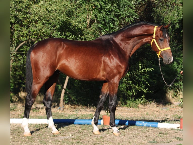 Oldenburger Springpaard Hengst 4 Jaar 167 cm Bruin in Szarvas