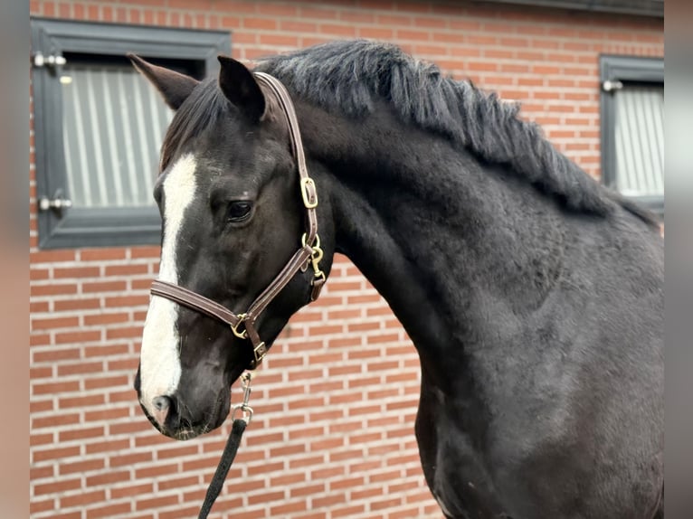 Oldenburger Springpaard Hengst 4 Jaar 168 cm Zwart in Zieuwent