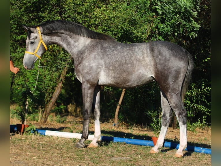 Oldenburger Springpaard Hengst 4 Jaar 169 cm Appelschimmel in B&#xE9;k&#xE9;scsaba