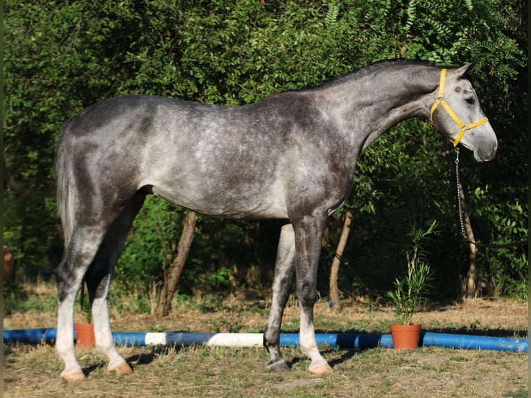 Oldenburger Springpaard Hengst 4 Jaar 169 cm Appelschimmel in B&#xE9;k&#xE9;scsaba