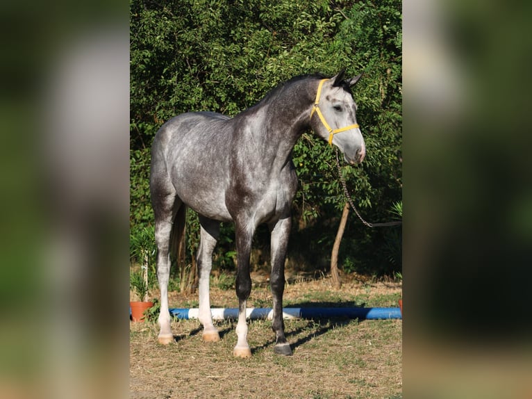 Oldenburger Springpaard Hengst 4 Jaar 169 cm Appelschimmel in B&#xE9;k&#xE9;scsaba