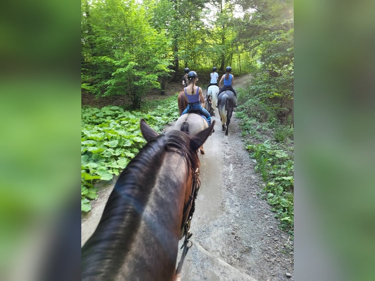 Oldenburger Springpaard Hengst 4 Jaar 170 cm Donkerbruin in Żywiec