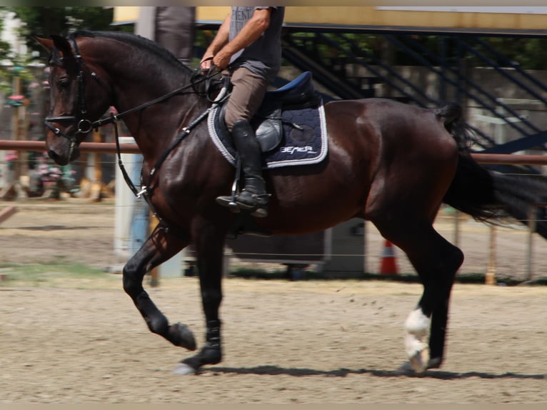 Oldenburger Springpaard Hengst 4 Jaar 173 cm Donkerbruin in Nagytarcsa