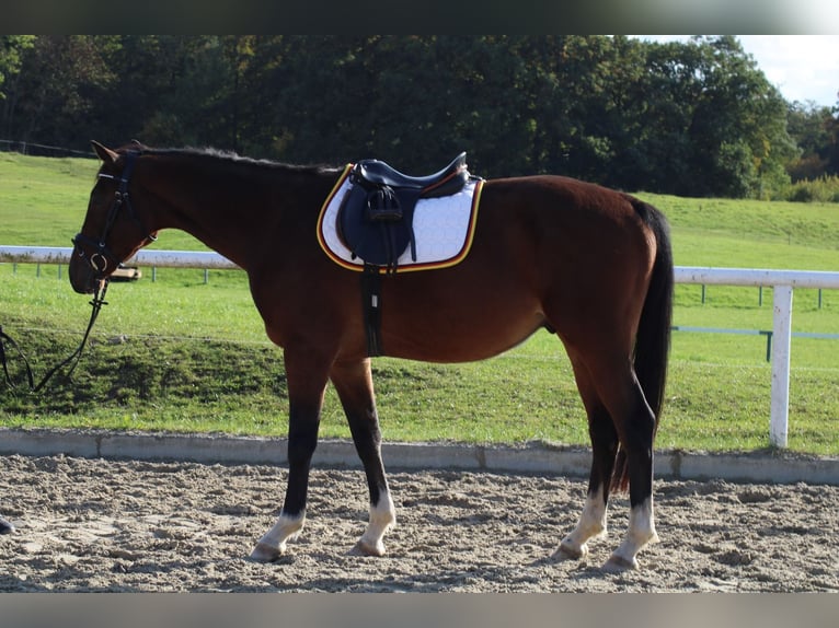 Oldenburger Springpaard Hengst 5 Jaar 163 cm Bruin in Kodersdorf