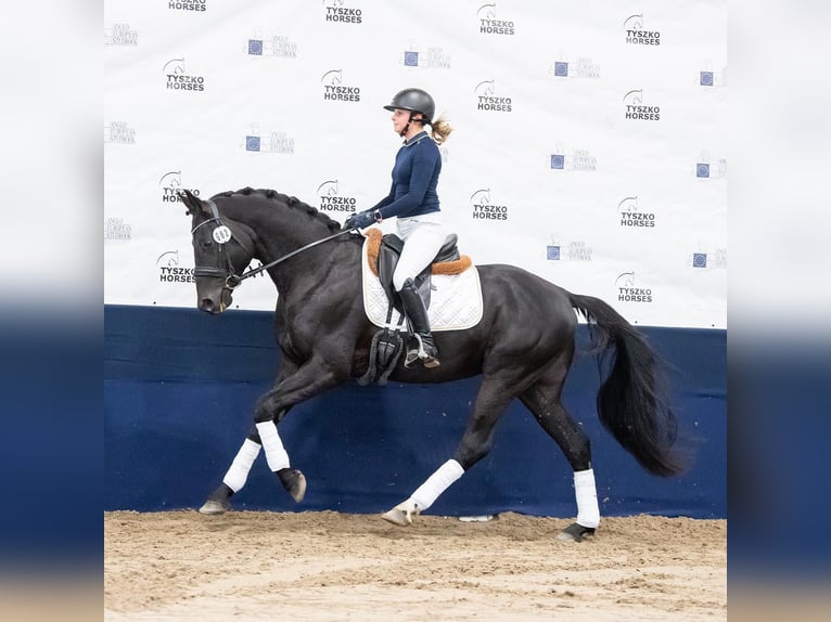 Oldenburger Springpaard Hengst 5 Jaar 165 cm Zwart in Zator