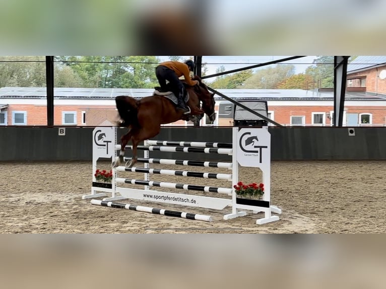 Oldenburger Springpaard Hengst 5 Jaar 167 cm in Uetze