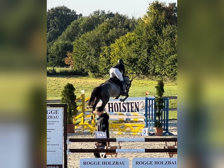 Oldenburger Springpaard Hengst 7 Jaar 170 cm Schimmel in Breitenfelde