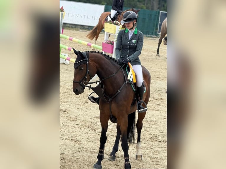 Oldenburger Springpaard Hengst 7 Jaar 172 cm Bruin in Wermelskirchen