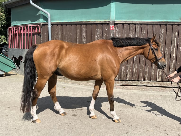 Oldenburger Springpaard Hengst 8 Jaar 165 cm Bruin in Krembz